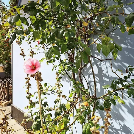 度假居 Historic Charm In Marstal-by Traum *